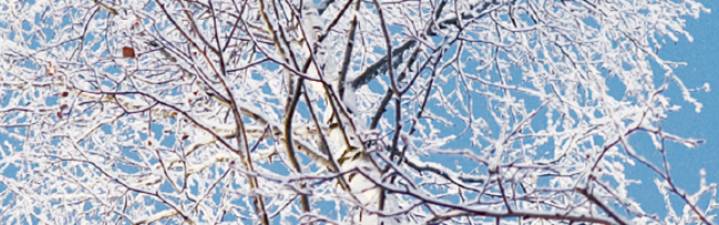 birch trees in Finnish winter